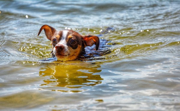 Quelles techniques pour débuter dans la création de fresques murales en style Renaissance ?