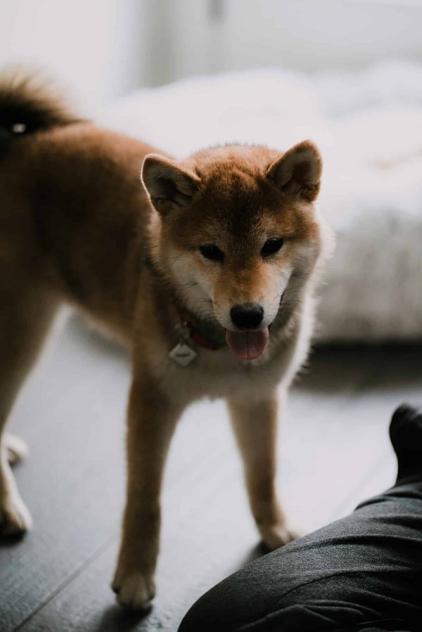 Guide ultime: bien choisir son assurance chien